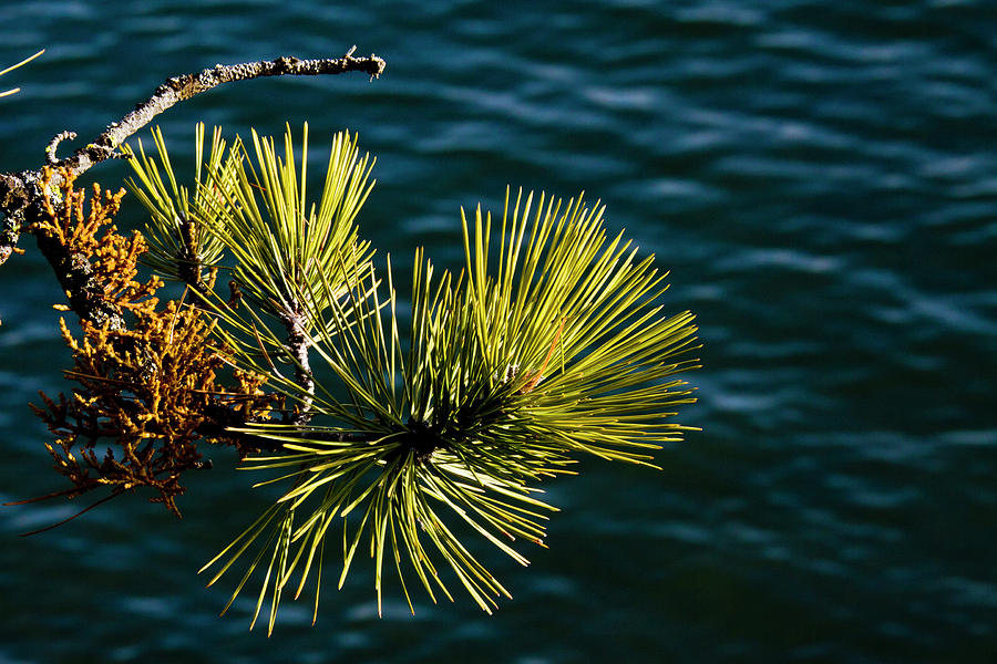 Conifer over Water Photograph by Albert Seger