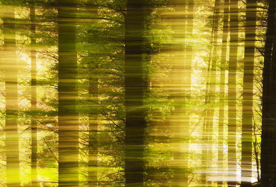 Conifer woods 3 Photograph by John Paul Cullen
