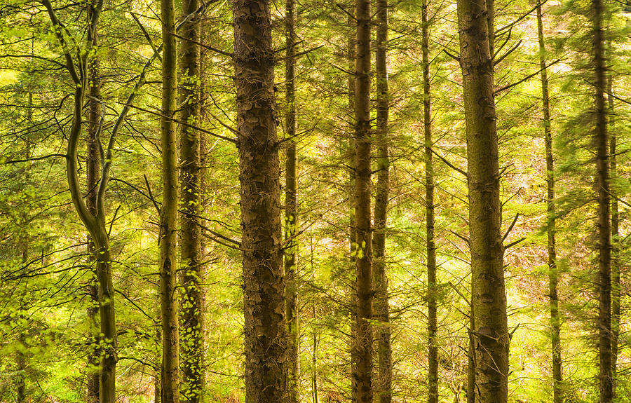Conifer woods Photograph by John Paul Cullen