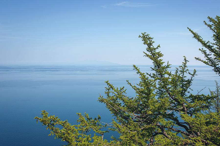 Coniferous Trees on Blue sky Background Photograph by Sergey Taran