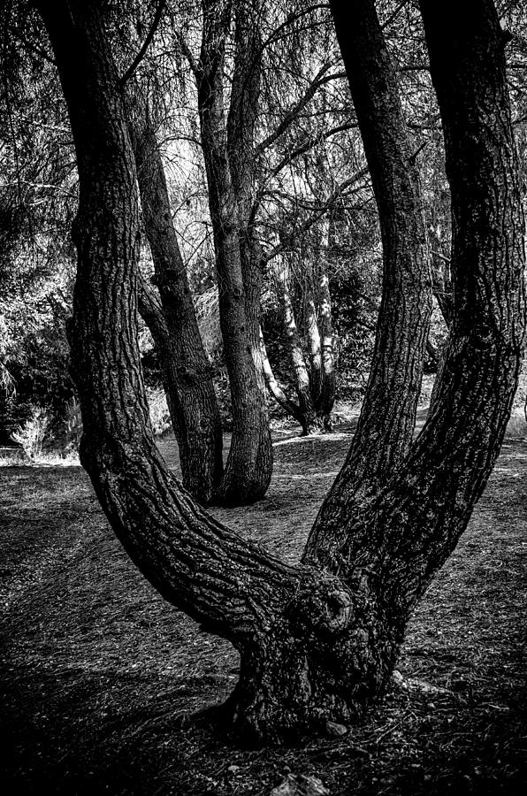 Tree Photograph - Conjoined by Joseph Hollingsworth