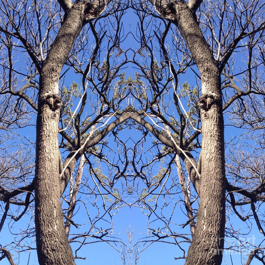 Conjoined Tree Collage Photograph by Nora Boghossian