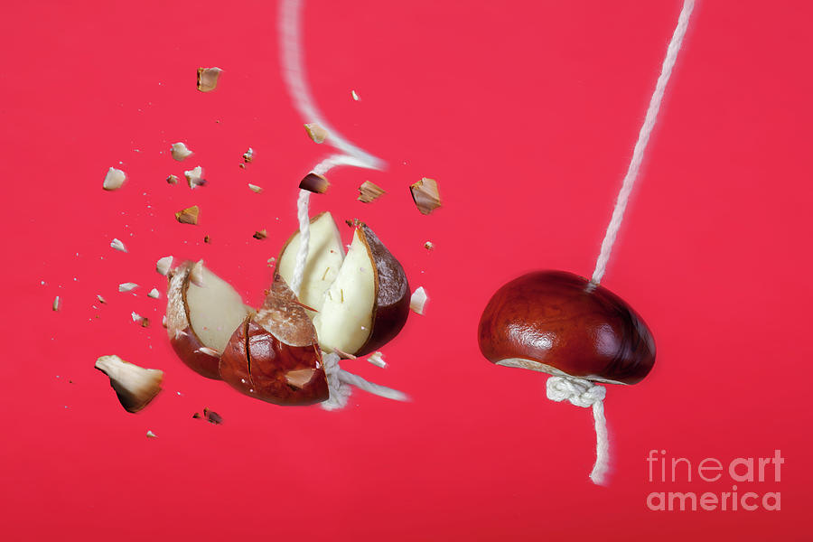 Conker exploding on a string in a traditional game Photograph by Simon