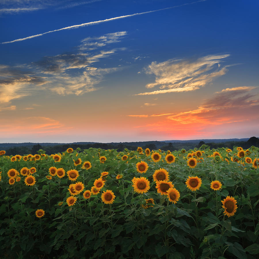 Sunflower Photograph - Connecticut Sunflowers in the evening by Bill Wakeley