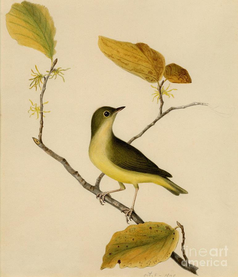 Connecticut warbler Painting by Celestial Images