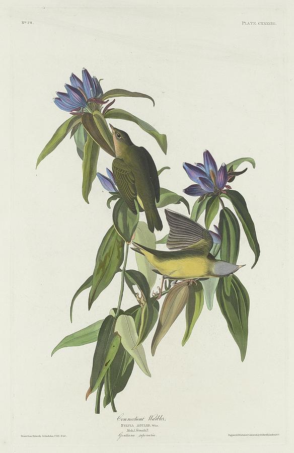 Connecticut Warbler Drawing by Dreyer Wildlife Print Collections 