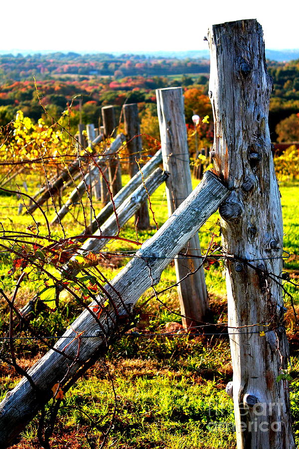 Connecticut Winery in Autumn Photograph by Pat Moore