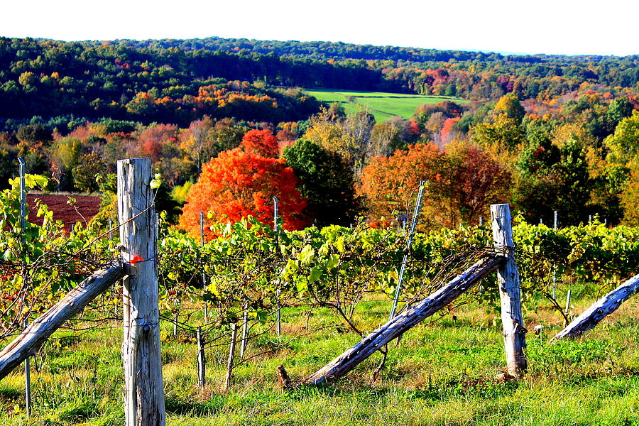 Connecticut Winery Photograph by Pat Moore