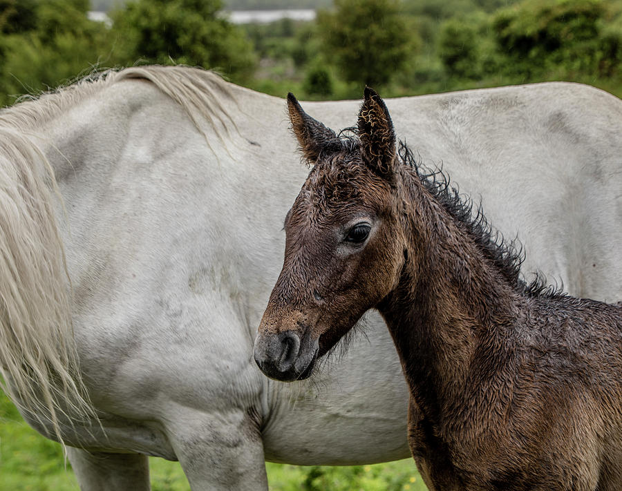 Connemara Foal Photograph by Teresa Wilson