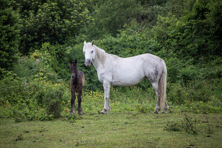 Connemara Mare and Foal Photograph by Teresa Wilson