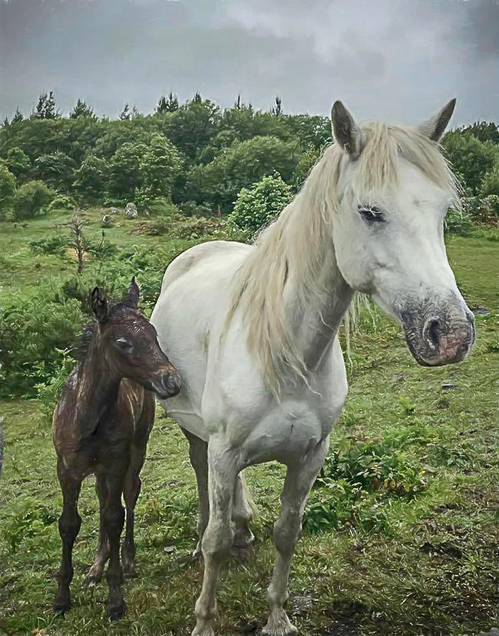 Connemara Mare and Foal Vertical Mixed Media by Teresa Wilson