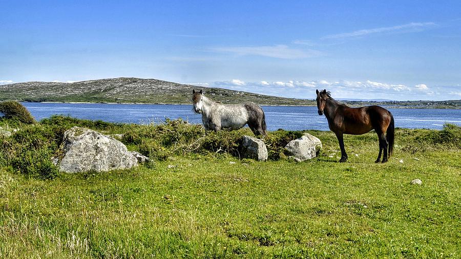 Connemara Ponies Photograph by Joe Ormonde