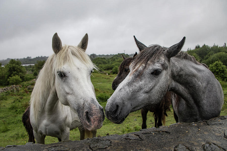 Connemara Ponies Photograph by Teresa Wilson