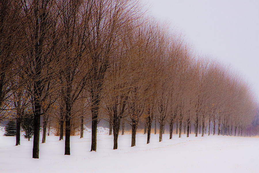 Connolly Trees Photograph by Don Nieman
