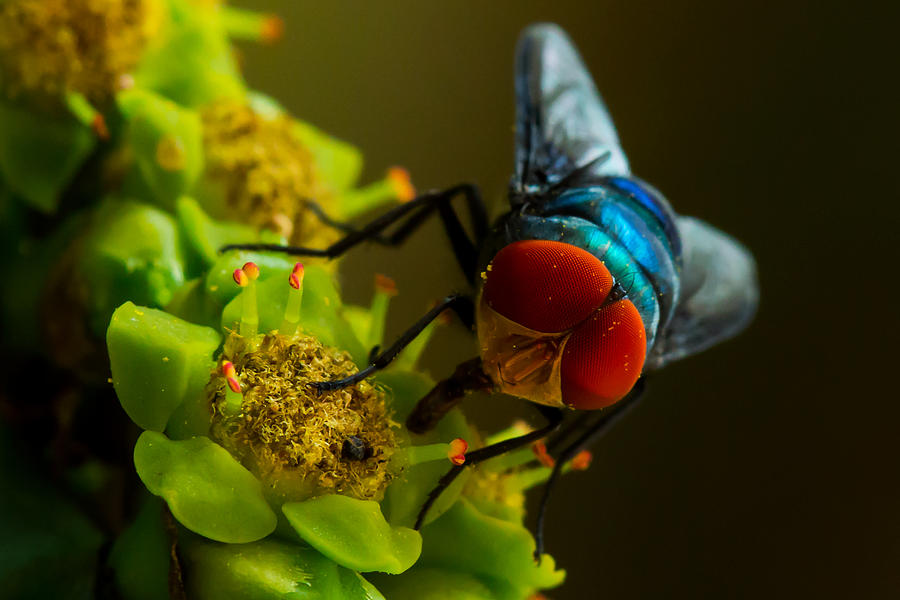 Compound Eye Of  Fly - Macro Photograph by Ramabhadran Thirupattur