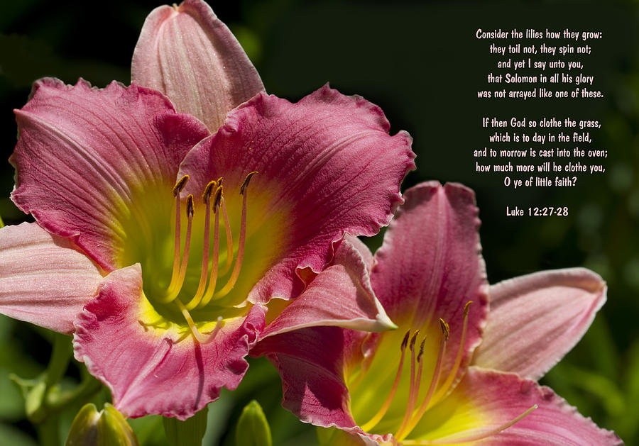 Consider the Lilies How The Grow Photograph by Kathy Clark
