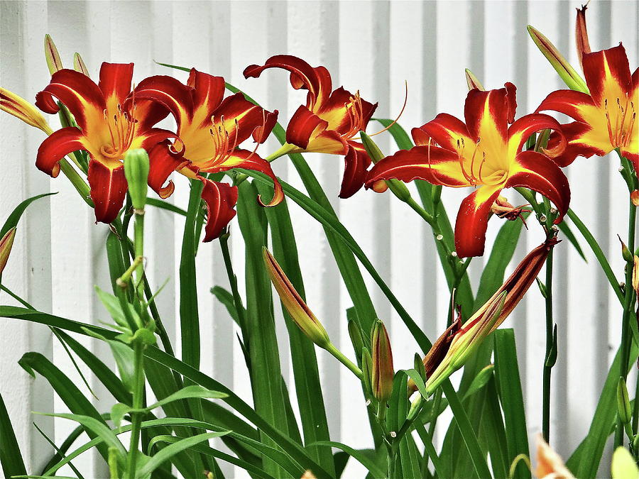 Consider The Lilies  Photograph by Ira Shander