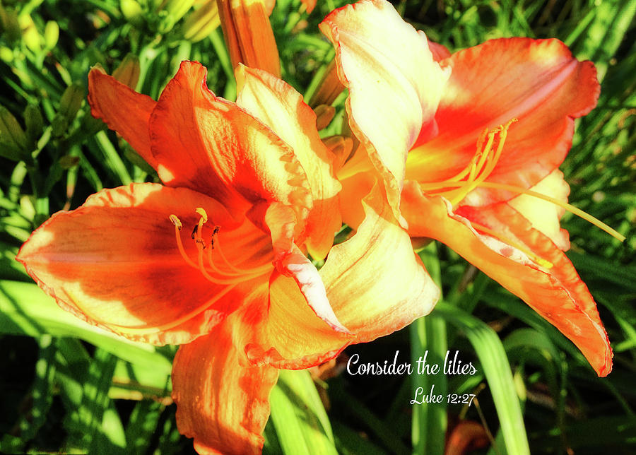Consider the Lilies - Orange Lily Photograph by Denise Beverly
