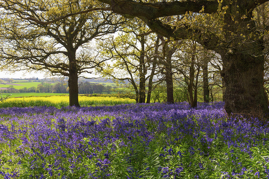Constable country bluebells Photograph by Gary Eason
