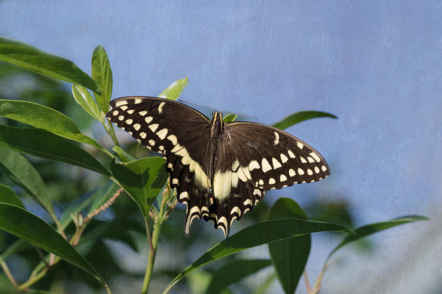 Constantines Swallowtail Photograph by Kim Hojnacki