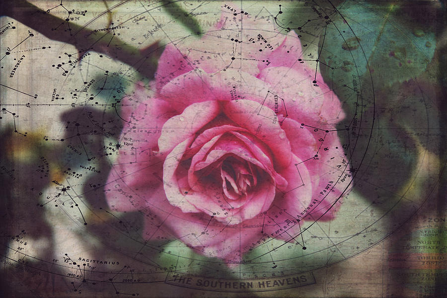 Constellation Rose Photograph by Toni Hopper