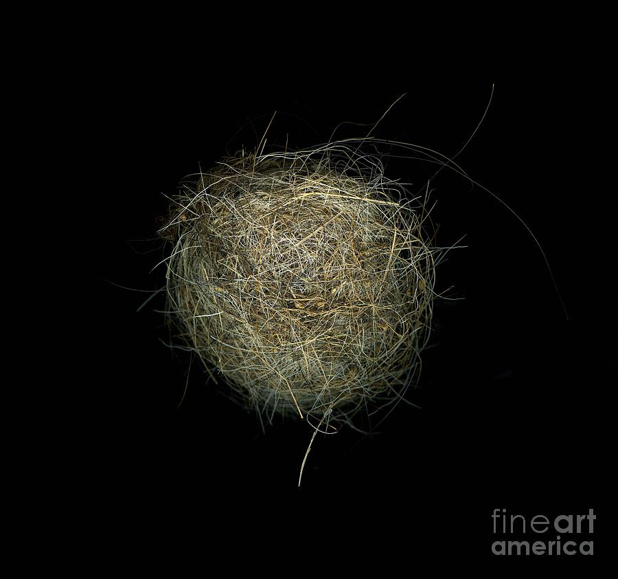 Nest Photograph - Construction Nr. 1 by Christian Slanec
