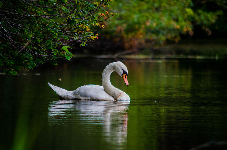 Swan Photograph - Contemplating Swan by Linda Howes
