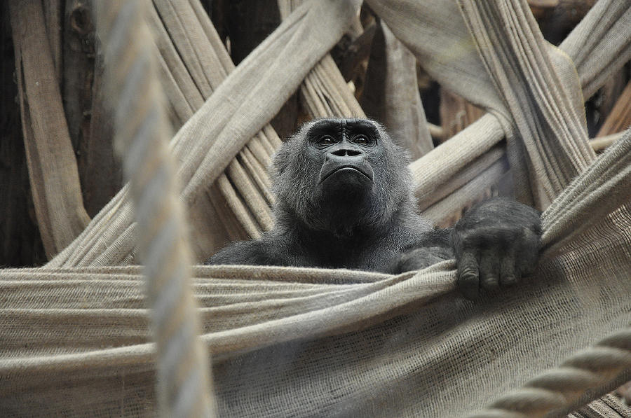 Gorilla Photograph - Contemplate by Caroline Reyes-Loughrey Gorilla Photograph - Contemplate by Caroline Reyes-Loughrey