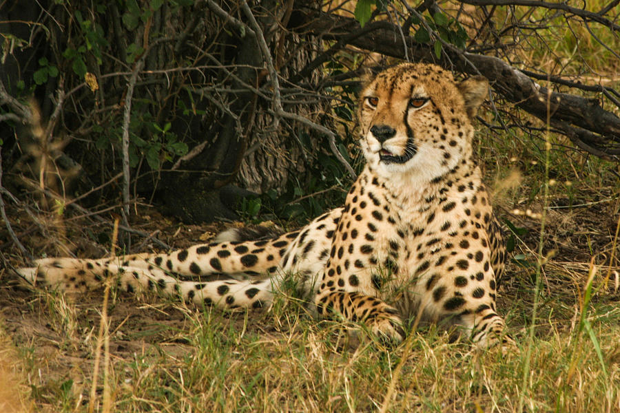 Contemplating Cheetah Photograph by Karen Zuk Rosenblatt