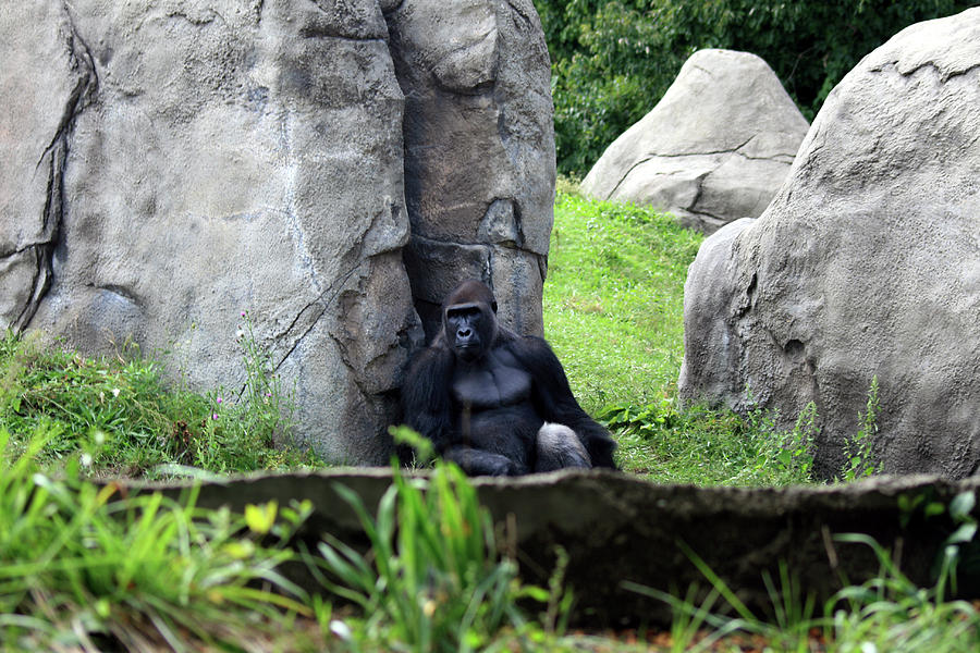 Contemplating Gorilla-Detroit Zoo Photograph by Cheryl Cioci - Pixels