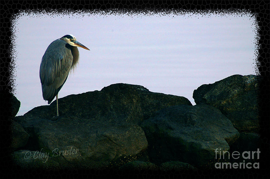 Contemplating Heron Photograph by Clayton Bruster