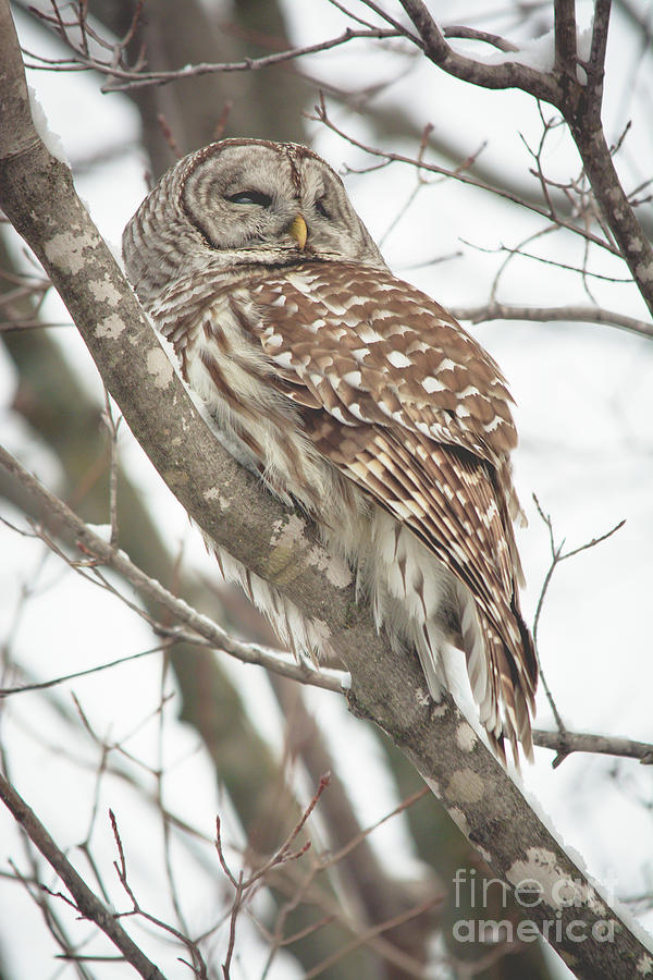Contemplating Owl Photograph by Cheryl Baxter