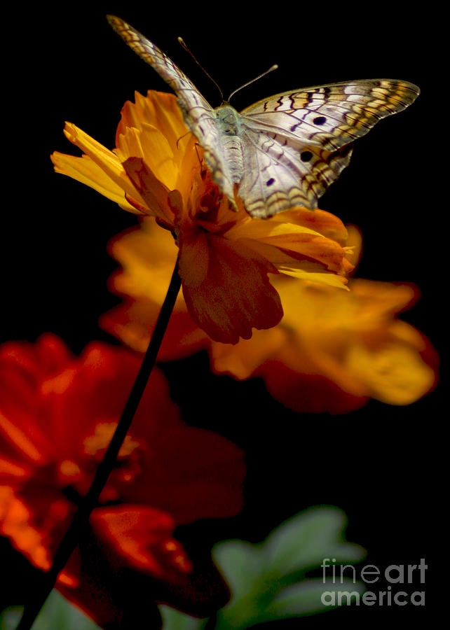 Butterfly Photograph - Contemplation by Mark Kryzaniak