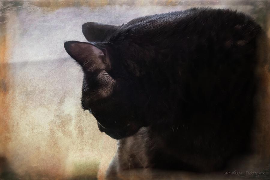 Contemplation, Pensive Black Cat Portrait Photograph by Melissa Bittinger