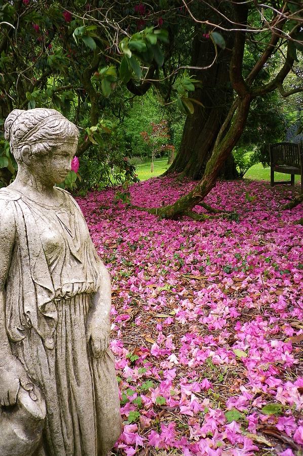 Contemplation of pink petals Photograph by Richard Brookes