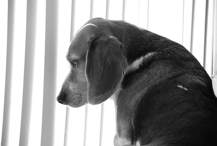 Beagle Photograph - Contemplative Beagle by Jennifer Ancker