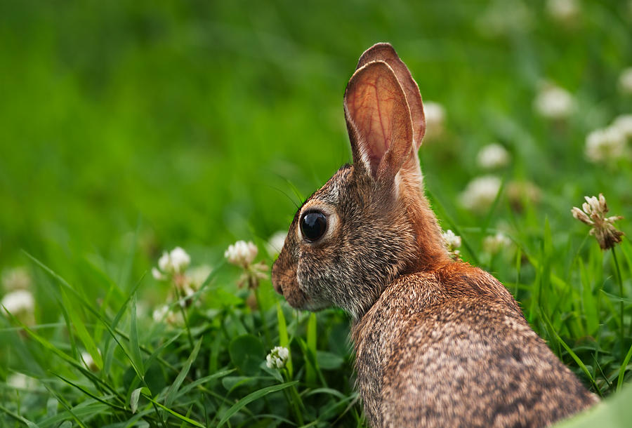 Contemplative Bunny Photograph by Grant Groberg