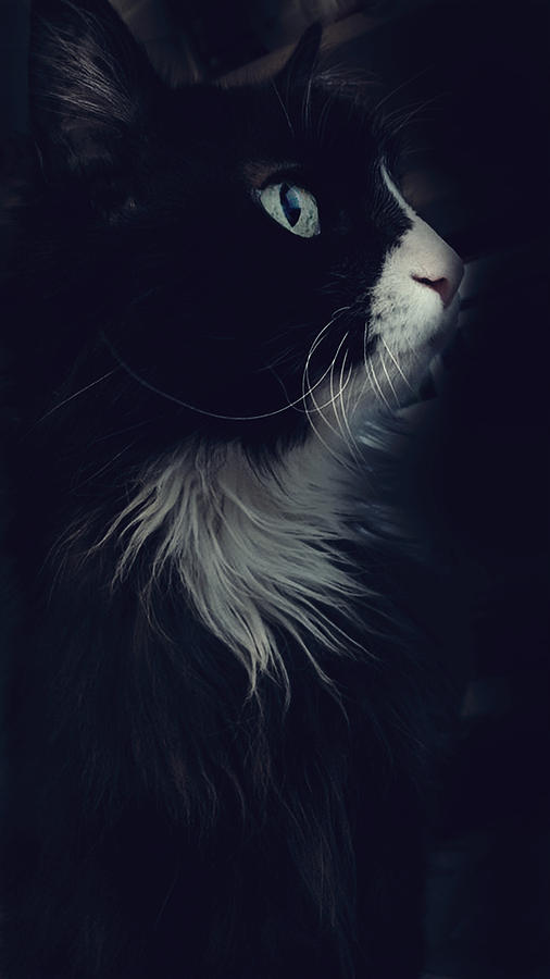 Contemplative Cat Photograph by Judy Hall-Folde