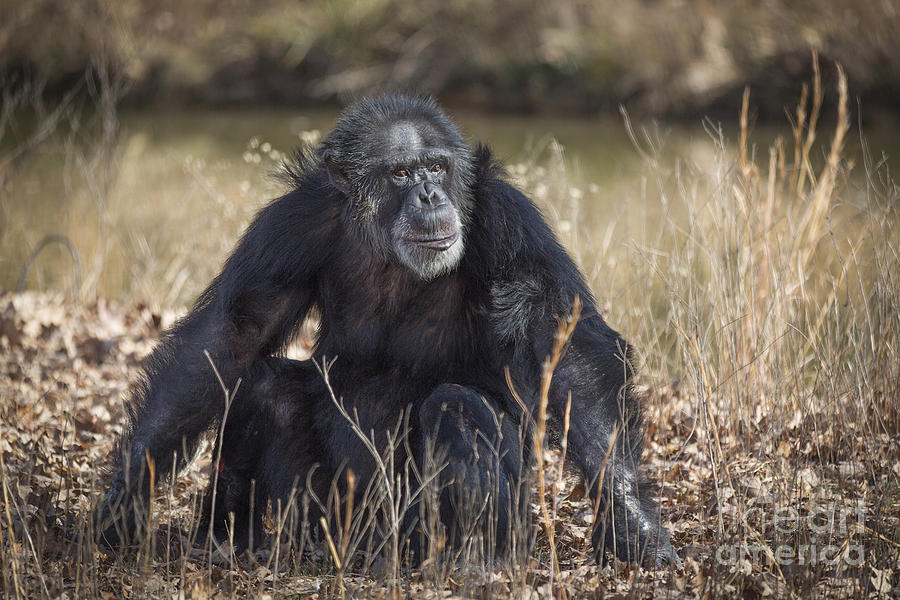 Contemplative Chimpanzee Photograph by Jemmy Archer