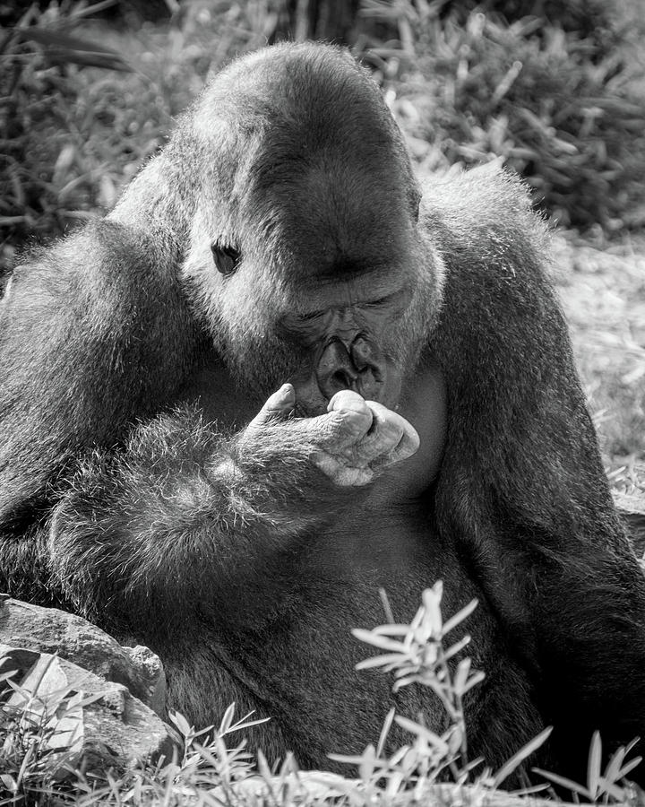 Contemplative Gorilla Photograph by SR Green