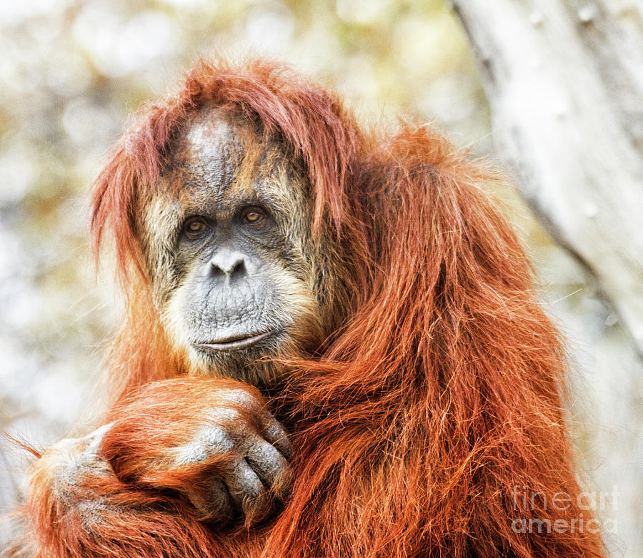 Contemplative Orangutan  Photograph by Ruth Jolly