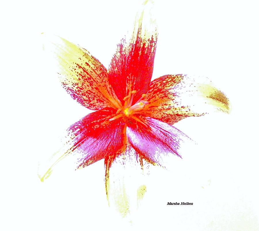 Contemporary Lily Digital Art by Marsha Heiken
