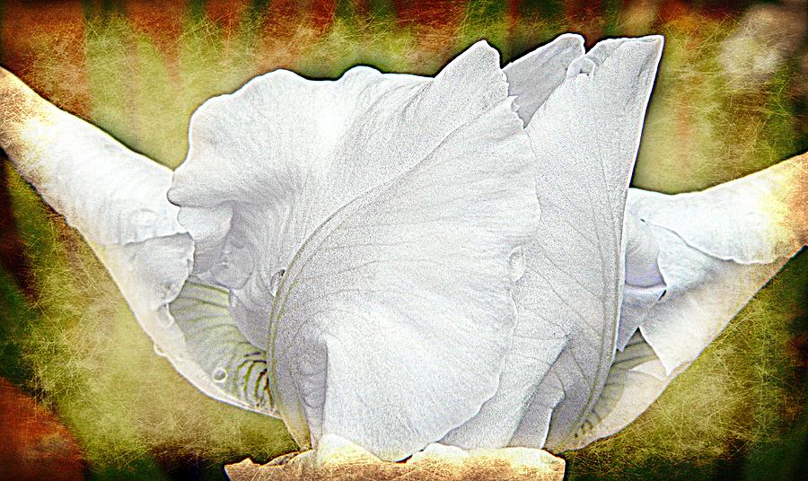 Contemporary White Iris Photograph by Kathy Barney