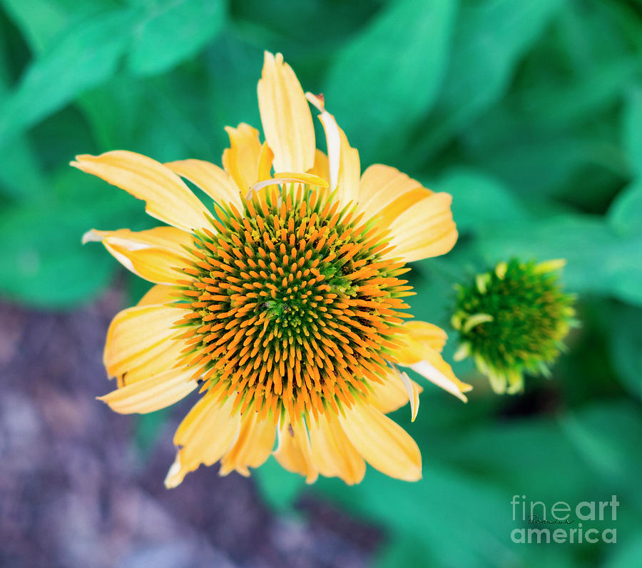 Contemporary Yellow and Green Floral Photo Art 443 Photograph by Ricardos Creations
