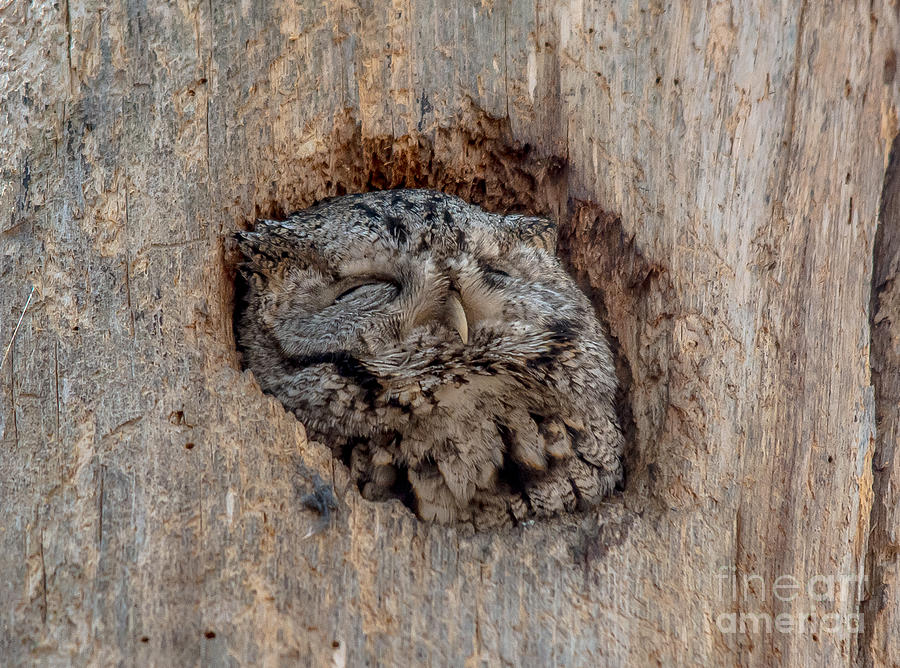 Content Screech Owl Photograph by Cheryl Baxter