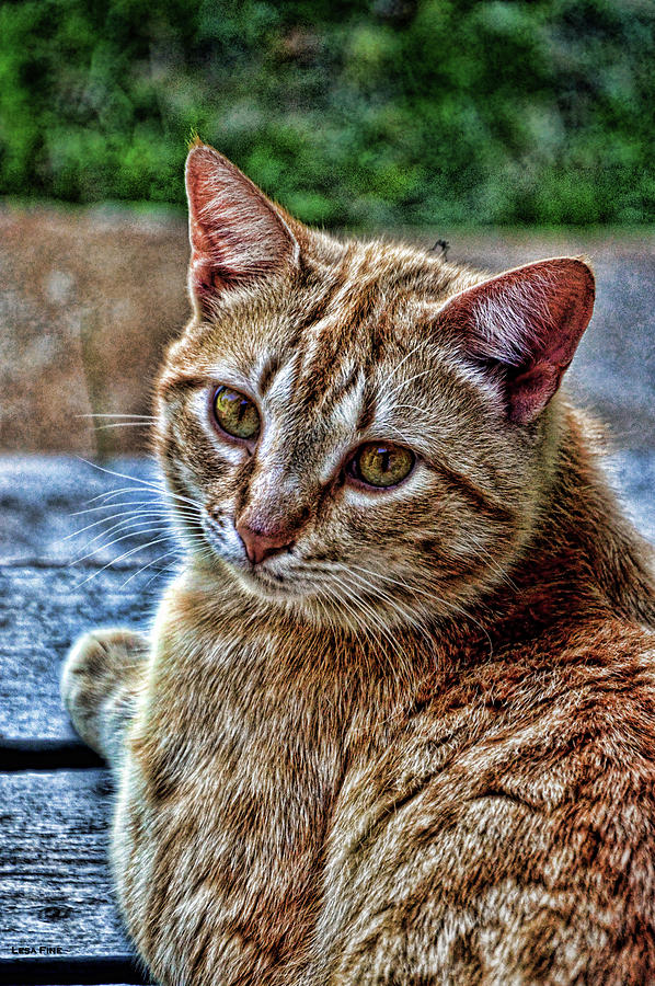 Content Yellow Tabby Cat HDR Photograph by Lesa Fine
