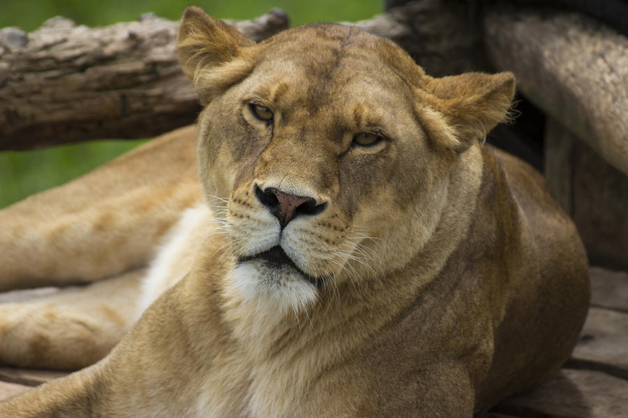 Contented Lioness - African Lioness - Panthera Leo Photograph by Spencer Bush