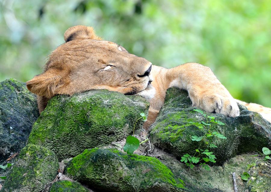Jacksonville Photograph - Contented Sleeping Lion by Richard Bryce and Family