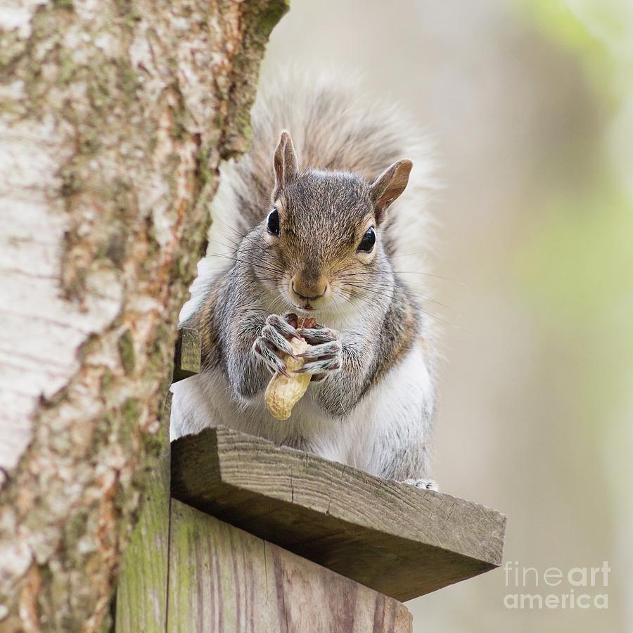 Squirrel Photograph - Contented Squirrel by Natalie Kinnear
