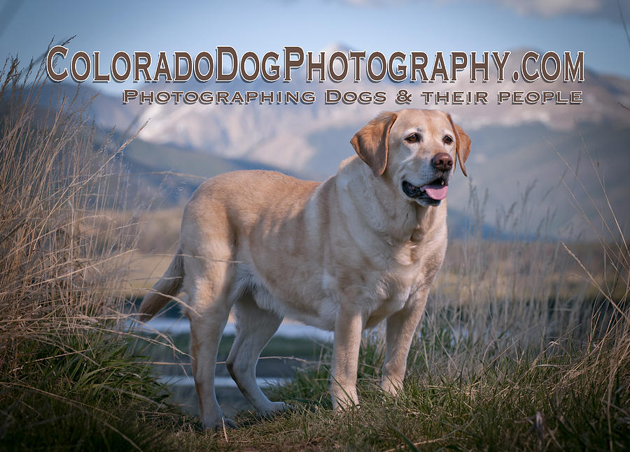 Continental Divide Dog Yellow Lab Photograph by Matthew Lit
